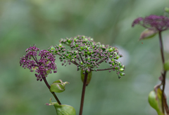 Angelica decursiva