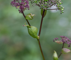 Angelica decursiva