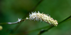 Sanguisorba tenuifolia