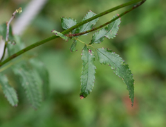 Sanguisorba tenuifolia