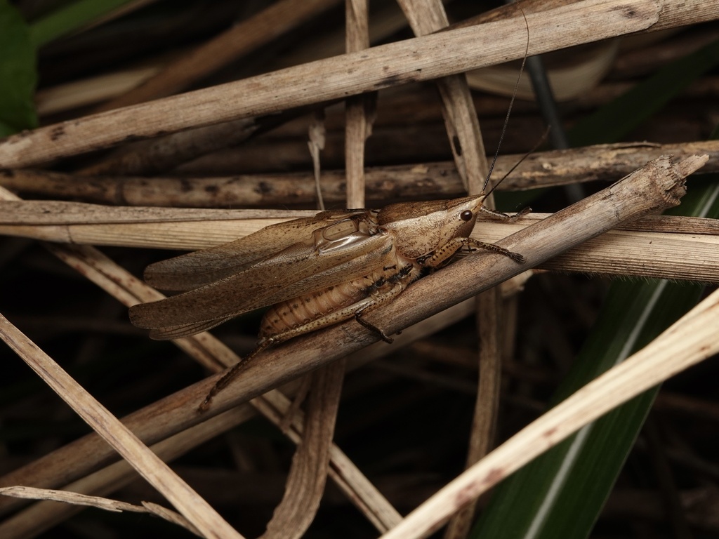 Xestophrys javanicus