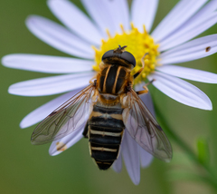 Helophilus eristaloidea