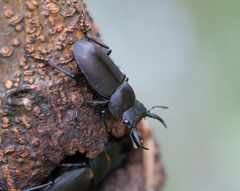 Dorcus rectus rectus