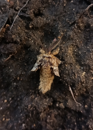 Brindled Beauty Moth photo 4