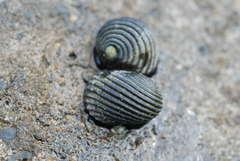 Nerita costata