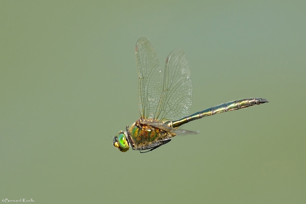 Brilliant Emerald