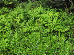 Dulichium arundinaceum