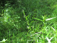 Dulichium arundinaceum