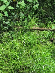 Dulichium arundinaceum