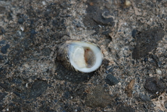 Nerita insculpta