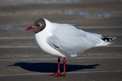 Brown-Hooded Gull photo 3