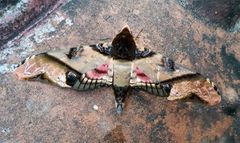Amplypterus panopus