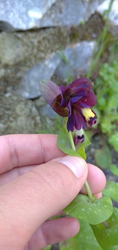 Image of Cerinthe retorta by no rights reserved