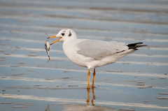 Brown-Hooded Gull photo 2