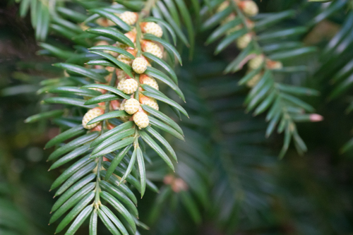 Image of Torreya nucifera by (c) WATANABE Hitoshi 渡辺仁, some rights reserved (CC BY)