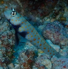 Amblyeleotris guttata