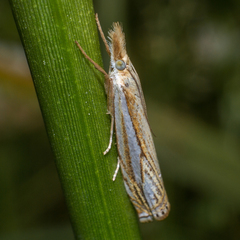 Crambus saltuellus