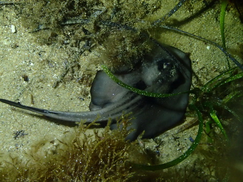 Striped stingaree (Trygonoptera ovalis) — Urolophidae