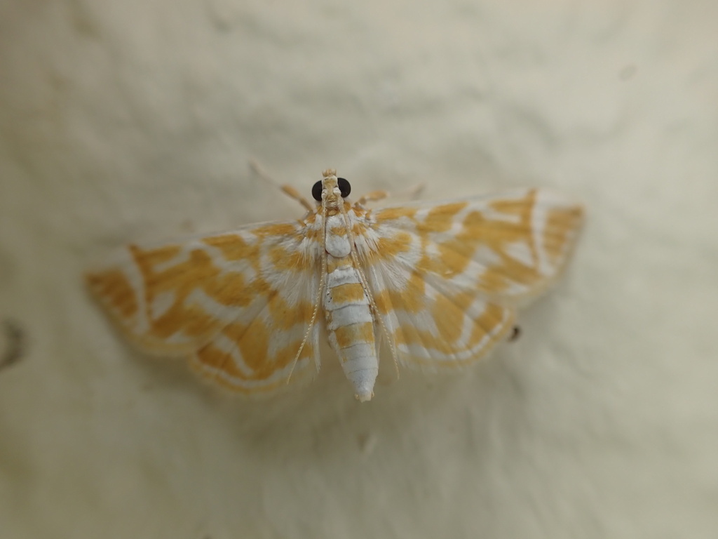 Leucochroma trinitensis