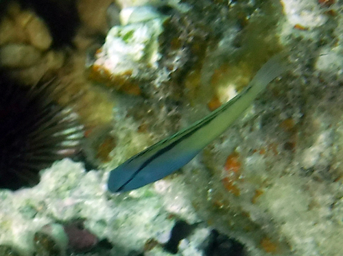 Blackline fangblenny (Meiacanthus nigrolineatus) — Blenniidae — 5