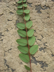Amorpha glabra, photograph author not stated, no rights reserved
