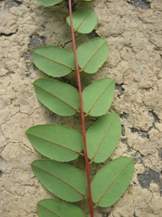 author not stated, no rights reserved Amorpha glabra, photograph author not stated, no rights reserved