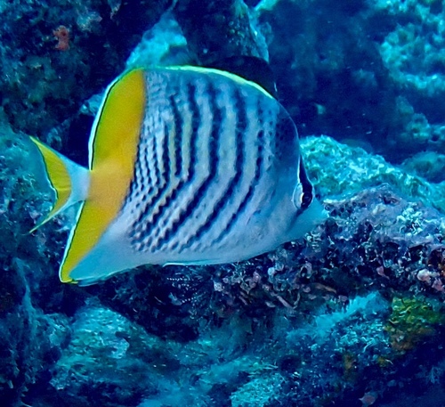 Chaetodon mertensii