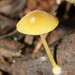 Pluteus hubregtseorum - Photo (c) Reiner Richter, some rights reserved (CC BY-NC-SA), uploaded by Reiner Richter