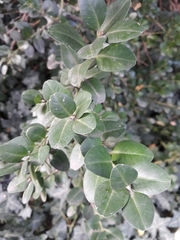 Buxus