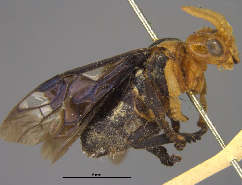 Dielocerinae