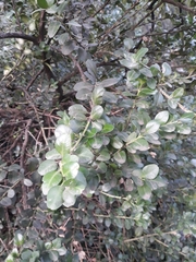 Buxus