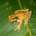 Masked Tree Frog - Photo (c) Kurt lindhult, some rights reserved (CC BY-SA), uploaded by Kurt lindhult