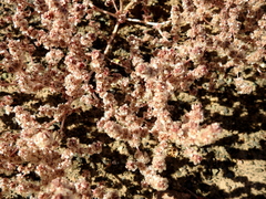 Halogeton