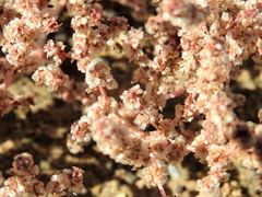 Halogeton