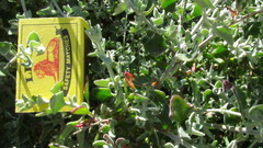 Manochlamys albicans