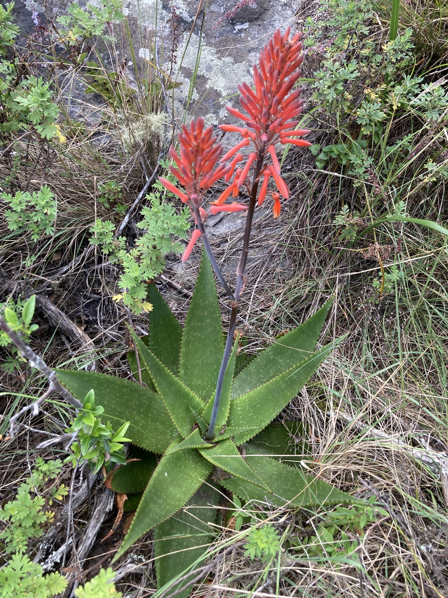 Aloe affinis