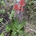 Spotted Aloe - Photo (c) Simon Attwood, some rights reserved (CC BY-NC), uploaded by Simon Attwood