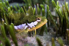 Autumn Klipfish photo 3