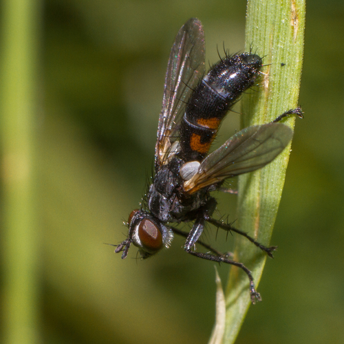 Cylindromyia interrupta photo 4