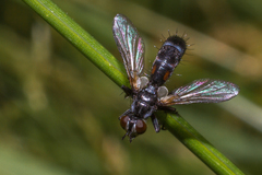 Cylindromyia interrupta