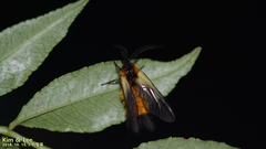 Pryeria sinica