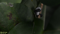 Sternuchopsis trifida