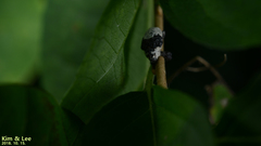 Sternuchopsis trifida