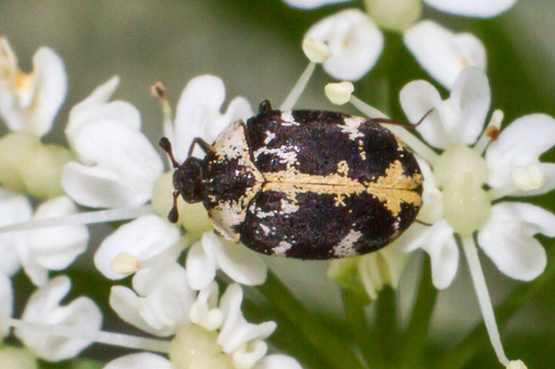 Bervidinis Kailiavabalis nuotrauka