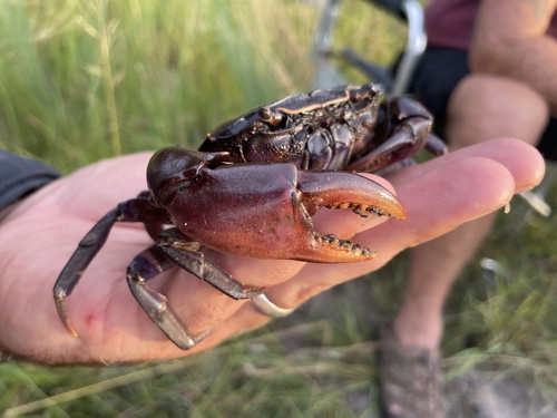 Angolan River Crab