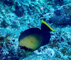 Acanthurus pyroferus