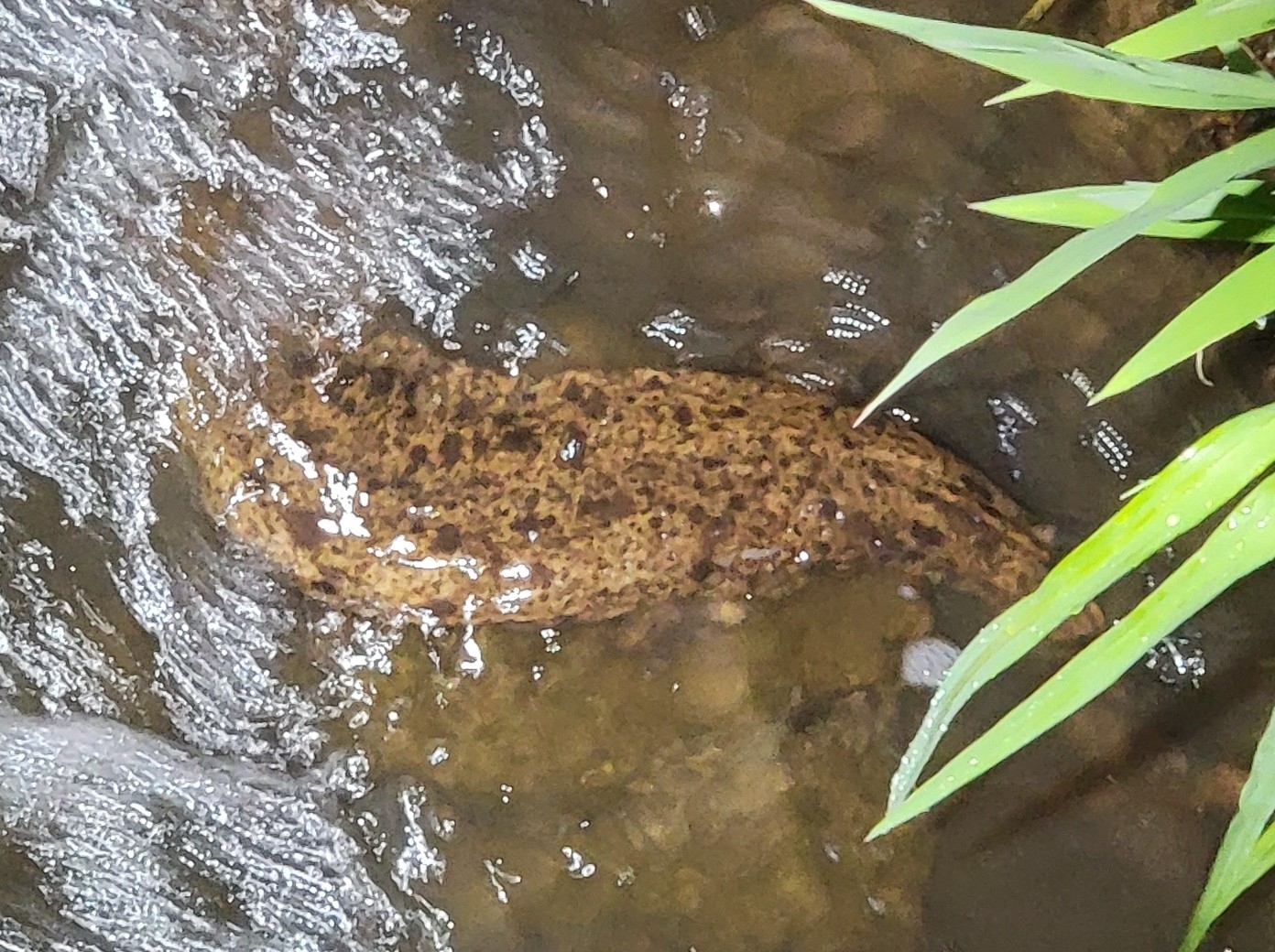 Andrias japonicus (Temminck, 1836)