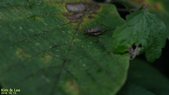 Svistella bifasciata