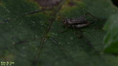 Svistella bifasciata