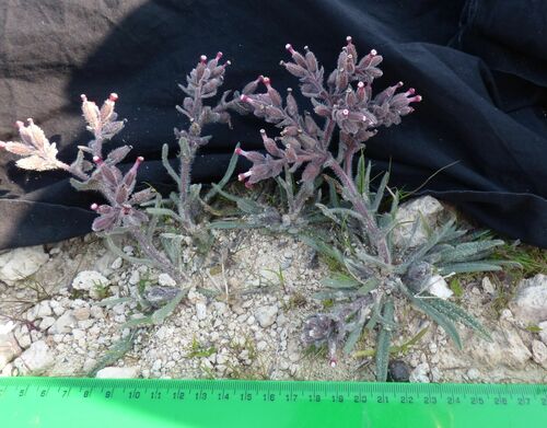 Anchusa limbata